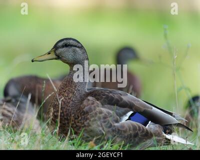 Seitenansicht einer weiblichen Stockente, die im Freien grast Stockfoto