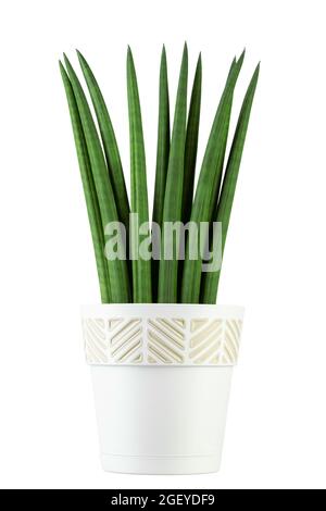 Sansevieria zylindrisch isoliert auf weißem Hintergrund. Zimmerpflanzen in einem Topf. Datei enthält Beschneidungspfad. Stockfoto