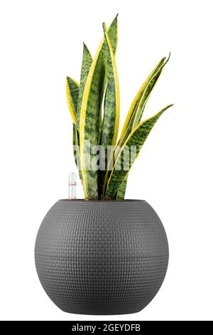 Sansevieria trifasciata isoliert auf weißem Hintergrund. Zimmerpflanzen in einem Topf. Datei enthält Beschneidungspfad. Stockfoto