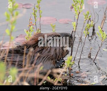 Biber Nahaufnahme Profil Seitenansicht Kopf mit Wasser und Seerosen Pads, essen Laub in seiner Umgebung und Lebensraum. Bild. Bild. Hochformat. Stockfoto