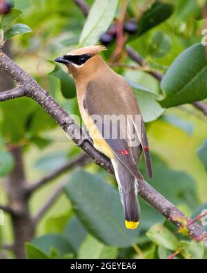 Cedar Waxwing auf einem Obstbaum Zweig mit Blick nach hinten mit einem verschwommenen grünen Blätter Hintergrund in seiner Umgebung und Lebensraum thront. Wachsflügelvögel. Stockfoto