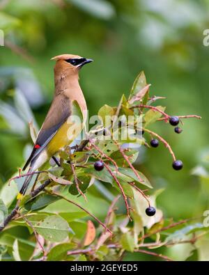 Cedar Waxwing thront auf einem Obstbaumzweig mit Seitenansicht mit einem verschwommenen grünen Blätter Hintergrund in seiner Umgebung und Lebensraum. Wachsfigurenkabinett. Stockfoto