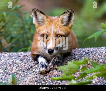 Red Fox ruht auf Kies und blickt auf die Kamera mit einem unscharfen Laubhintergrund in seiner Umgebung und Umgebung. Kopfschuss. Fox-Bild. Stockfoto