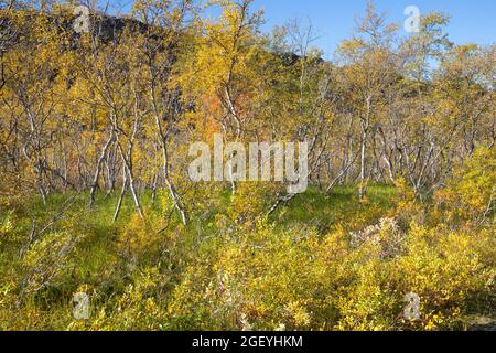 Moor-Birke, Herbstfärbung, herbstlich, Herbstlaub, Moorbirke, Haar-Birke, Besen-Birke, Behaarte Birke, Betula pubescens, syn. Betula alba, flauschige Birke Stockfoto