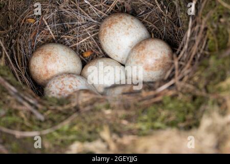 Rotkehlchen, Nest, Gelege, Eier, Ei, Erithacus rubecula, Rotkehlchen, Rotkehlchen, Nest, Eier, Eier, Le Rouge-Gorge Familier