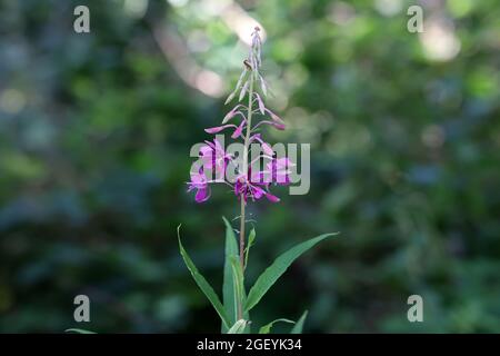Blüten von Feuerkraut, Chamaenerion angostifolium an einem sonnigen Sommertag Stockfoto