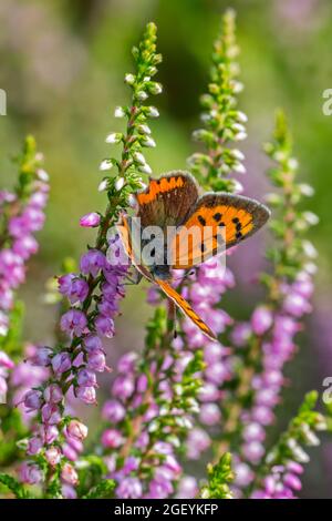 Kleines Kupfer / amerikanisches Kupfer / gewöhnliches Kupfer (Lycaena phlaeas) gossamer-geflügelter Schmetterling auf gewöhnlicher Heidekraut (Calluna vulgaris) im Sommer Stockfoto