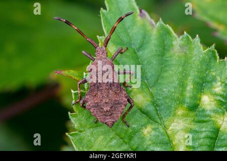 Dockwanzen (Coreus marginatus) Ältere Nymphe mit ausgeprägten abdominalen Duftdrüsen und sichtbaren Flügelknospen (sich entwickelnde Flügel) auf Blatt im Sommer Stockfoto