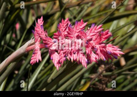 Sydney Australien, Nahaufnahme einer rosa Blume einer Aechmea destichantha-Pflanze Stockfoto