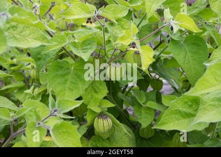 Goldenberry- oder Cape-Stachelbeerpflanzen mit haarigen Blättern, gelben Blüten und unreifen Früchten im grünen Kelch. Physalis peruviana. Stockfoto