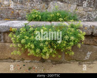 Crithmum maritimum blüht. Felssamphire oder Meerfenchel, essbare Wildpflanze. Stockfoto