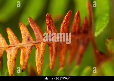 Schöner wilder Farn, der im Herbst Farbe färbt. Natur Pflanze aus nächster Nähe Stockfoto