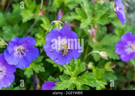 WIMBLEDON LONDON, GROSSBRITANNIEN. 22. August 2021. Nahaufnahme einer Honigbiene, die sich am Nektar einer (Hibiscus syriacus Blue Bird) Blume ernährt. Credit amer Ghazzal/Alamy Live News Stockfoto