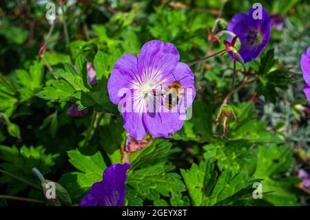 Eine Honigbiene, die sich von einem Hibiscus syriacus-blauen Vogel ernährt, blüht, London, Stockfoto