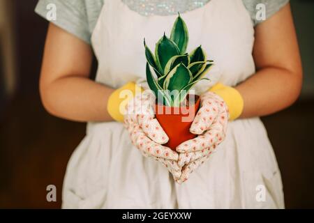 Nicht erkennbare weibliche Gärtnerin in Kleid und Handschuhe tragen orangen Topf mit grünen sansevieria Pflanze zu Hause Stockfoto