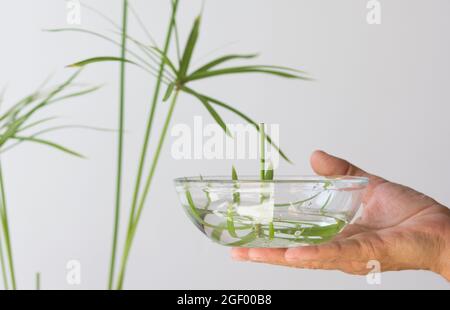 Frau Hand hält Glasschale mit geschnittenem Regenschirm der Cyperus-Pflanze und Wasser für die Verwurzelung auf weißem Hintergrund Stockfoto