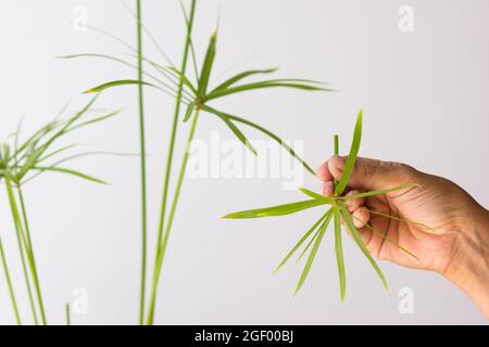 Frau Hand hält geschnitten Regenschirm von Cyperus Pflanze für die Verwurzelung auf weißem Hintergrund Stockfoto