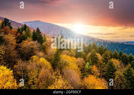 Blick von oben auf dichten Pinienwald mit Vordächern von grünen Fichten und bunt gelb üppigen Vordächer im Herbst Berge bei Sonnenuntergang. Stockfoto