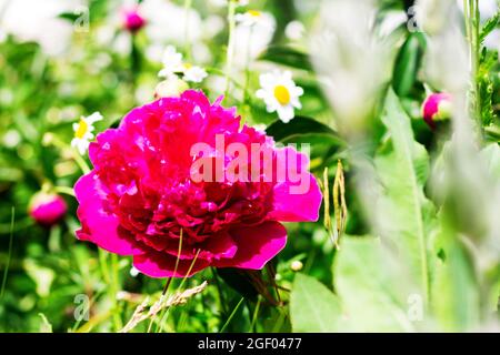 Blühende und schöne rote Pfingstrose und weiße Kamillenblüten im Hintergrund. Stockfoto