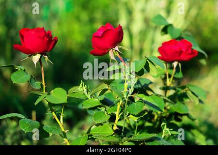 Schöne Blumen einer Gartenrose mit roten Blütenblättern. Stockfoto