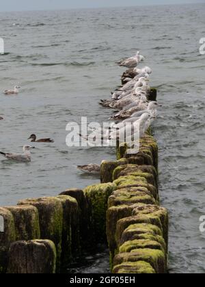 Eine vertikale Aufnahme von Möwen, die auf einem Holzspieß im Meer sitzen Stockfoto