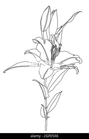Realistische Zeichnung von Lilie Blume mit Blättern und Knospen, schwarze Linie Grafiken auf weißem Hintergrund, moderne digitale Kunst. Element für Design. Stock Vektor