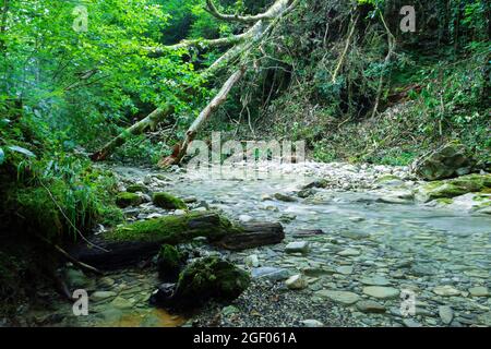 Eine tiefe Schlucht eines kleinen Gebirgsflusses in den Bergen des Nordkaukasus. Stockfoto