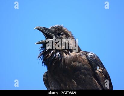 Krähenrufe Stockfoto