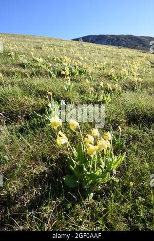 Die Gruppe der Cowslips, Primula veris, wächst auf dem Alpinen Hügel in den französischen Alpen Stockfoto