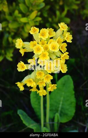 Porträt des gelben Cowslip, Primula veris Stockfoto