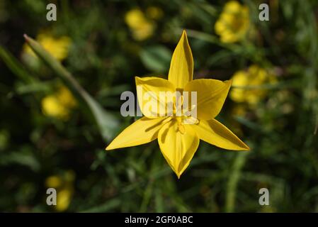 Wild Tulip oder Woodland Tulip, Tulipa sylvestris Stockfoto