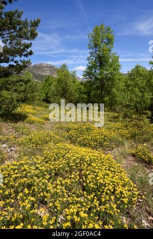 Invasive Massen von Bermuda-Schmetterlingen, Oxalis pes-caprae, wachsen in Forest Clearing im Naturschutzgebiet Verdon Alpes-de-Haute-Provence Frankreich Stockfoto