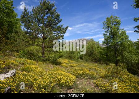 Invasive Massen von Bermuda-Schmetterlingen, Oxalis pes-caprae, wachsen in Forest Clearing im Naturschutzgebiet Verdon Alpes-de-Haute-Provence Frankreich Stockfoto