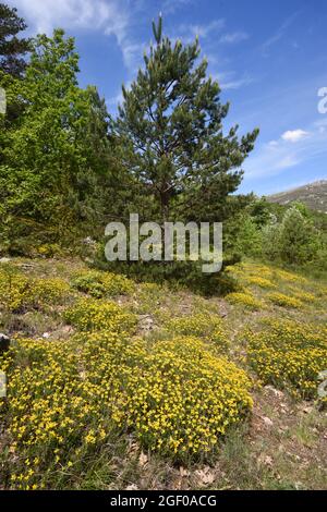 Invasive Massen von Bermuda-Schmetterlingen, Oxalis pes-caprae, wachsen in Forest Clearing im Naturschutzgebiet Verdon Alpes-de-Haute-Provence Frankreich Stockfoto