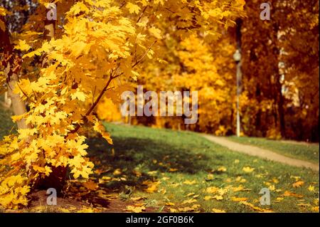 Herbst Stadtpark in sonnigen Herbsttag. Die Bäume sind Ahorne mit fallenden orangefarbenen Blättern und einem verlassenen Gehweg oder Pfad. Gutes Wetter Stockfoto