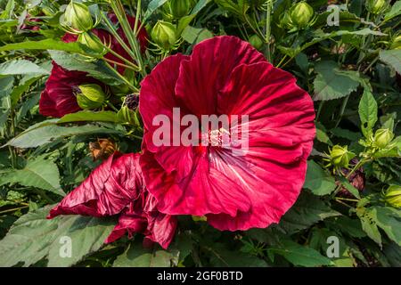 Große rote Hibiscus rosa-sinensis, umgangssprachlich bekannt als chinesischer Hibiskus, Chinarose, Hawaiianischer Hibiskus, Rosenmalve und Schwarzer Pflanze, Malvaceae Stockfoto