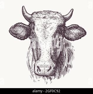 Zeichnung des isolierten Kuhkopfes mit Hörnern. Skizzendarstellung Stock Vektor