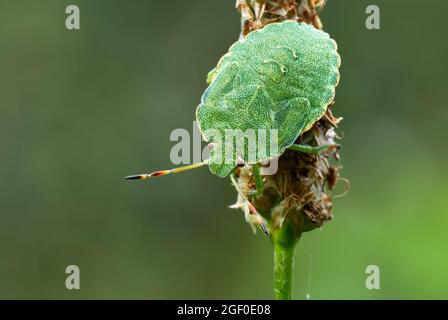 Grüner Schildwanzen, der auf einer Wiesenpflanze sitzt. Blick von oben, Nahaufnahme. Palomena prasina. Aufgenommen mit einem 105 mm f2,8 Makroobjektiv. Dubnica, Slowakei. Stockfoto