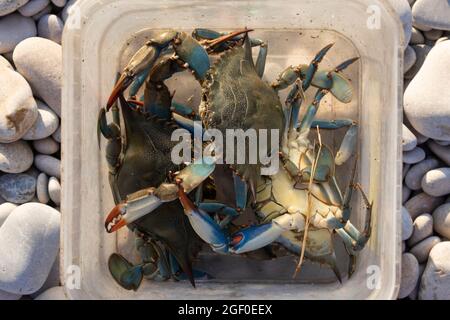 Die in Prat de Cabanes frisch gefangenen amerikanischen Blaukrabben, Callinectes sapidus, sind eine invasive exotische Art im Mittelmeer Stockfoto