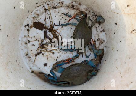 Die in Prat de Cabanes frisch gefangenen amerikanischen Blaukrabben, Callinectes sapidus, sind eine invasive exotische Art im Mittelmeer Stockfoto