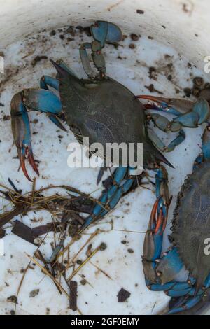 Die in Prat de Cabanes frisch gefangenen amerikanischen Blaukrabben, Callinectes sapidus, sind eine invasive exotische Art im Mittelmeer Stockfoto