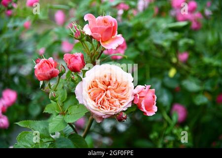 Duftende Rosen im Sommergarten Stockfoto