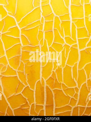 Die Textur der Schale einer gelben Melone aus der Nähe. Stockfoto
