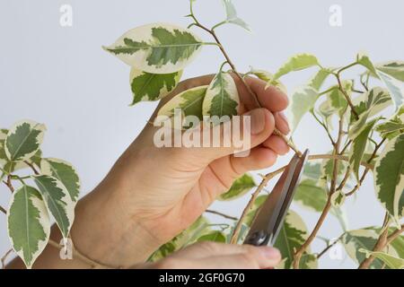 Frau Hand hält Zweig von ficus benjamina, um es durch Schere zu schneiden, um Stiel zu Pflanzen Stockfoto