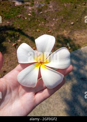 Jasminblüte in der Hand eines Mädchens auf der Straße Stockfoto