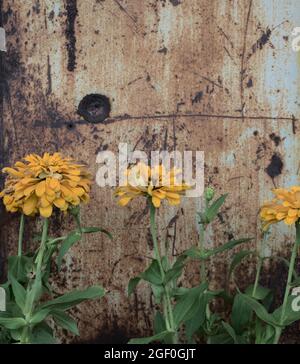 Gelbe Zinnia Blumen vor verrosteten alten alten grunge Eisen Wand Hintergrund. Stockfoto