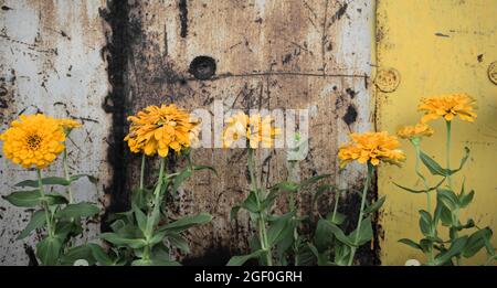 Gelbe Zinnia Blumen vor verrosteten Vintage alten Grunge Stahl Wand Hintergrund. Panorama, horizontaler Bildstil. Stockfoto