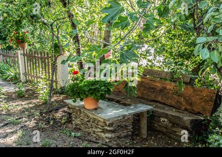 Bank aus Baumstämmen mit einem Schiefertisch, umgeben von üppigem Grün, einem Feigenbaum und Topfgeranien Stockfoto