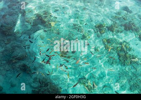 Fisch im kristallklaren türkisfarbenen Wasser Stockfoto