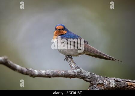 Nahaufnahme einer wilden Schwalbenschwalbe, die auf einem Zweig thront, aufgenommen in Loongana, Tasmanien, Australien Stockfoto